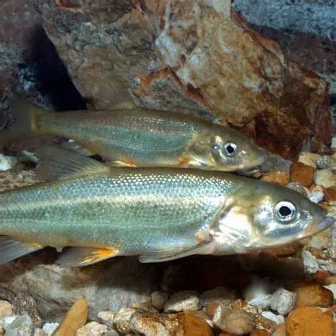 24 North American Chub Species (ID + Pictures) .
